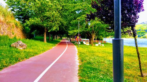 Road amidst trees and plants in park