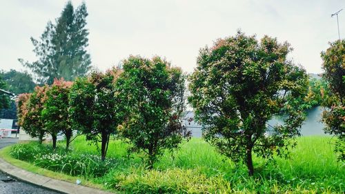 Trees on field against sky in city