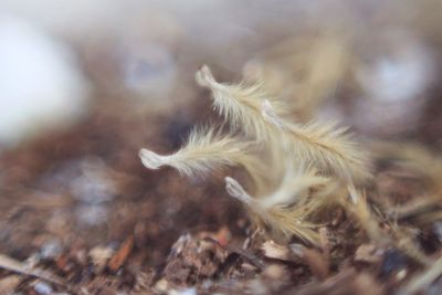 Close-up of plant against blurred background