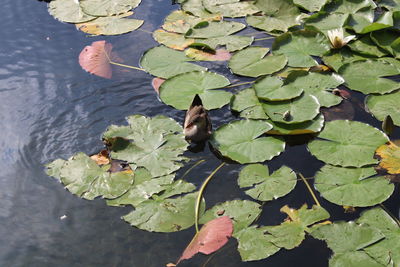 High angle view of leaves in lake