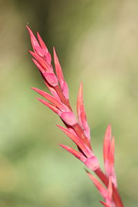 Close-up of pink flower