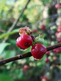Close-up of red berries growing on tree