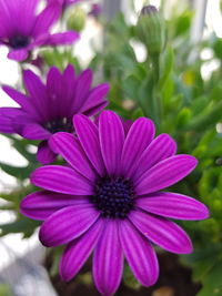 Close-up of pink flower