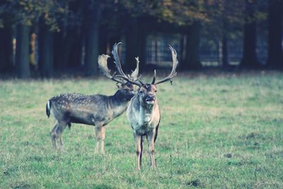 Deer standing on field