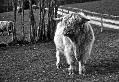 Horse standing in a field