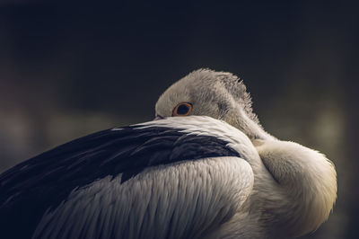 Close-up of bird