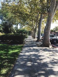 Walkway amidst trees