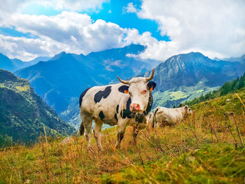 Cows grazing in a field