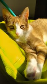 Close-up portrait of a cat at home