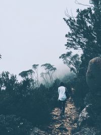 Rear view of man walking on street amidst trees against sky