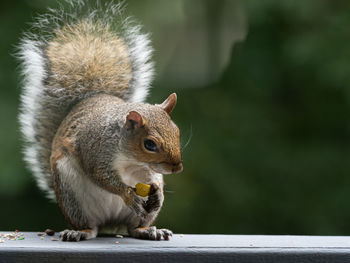 Close-up of squirrel on wood