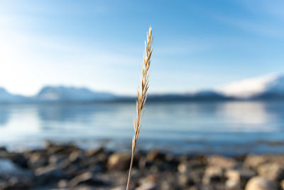 Close-up of plant on land against sea