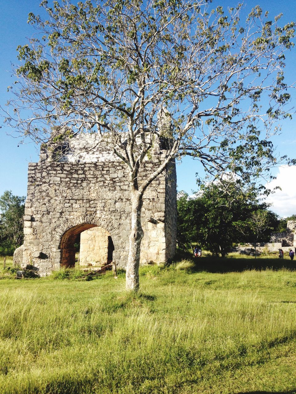 grass, tree, architecture, built structure, field, green color, growth, lawn, sky, history, grassy, nature, sunlight, day, landscape, tranquility, outdoors, beauty in nature, no people, travel destinations, tranquil scene, tree trunk, blue, plant, the past, scenics, tourism