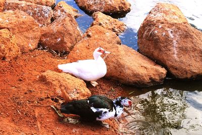 High angle view of ducks on rock