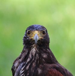 Close-up of an eagle