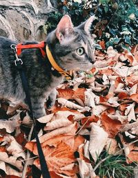 High angle portrait of a cat