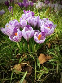 Close-up of purple crocus blooming on field