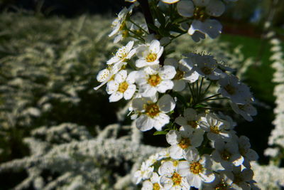 Close-up of white cherry blossom