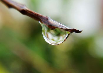 Close-up of plant against blurred background