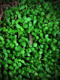 Full frame shot of green plants