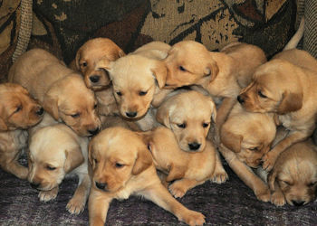 High angle view of puppy