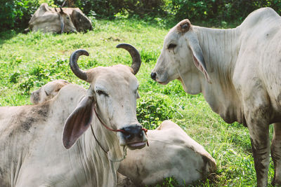 Cows in a field