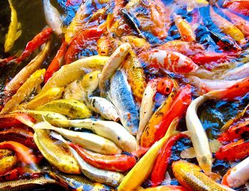 High angle view of fish in lake