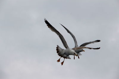 Low angle view of seagull flying