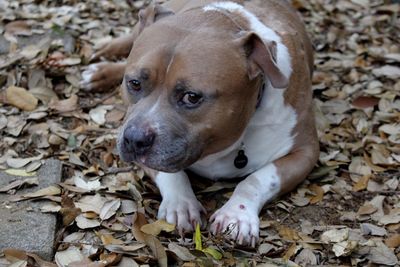 Close-up portrait of dog