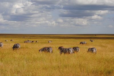 Flock of sheep on field against sky