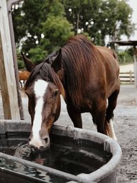 Close-up of horse