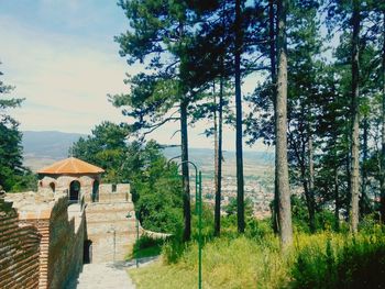 Trees in forest against sky
