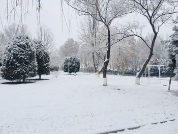 Trees on snow covered field