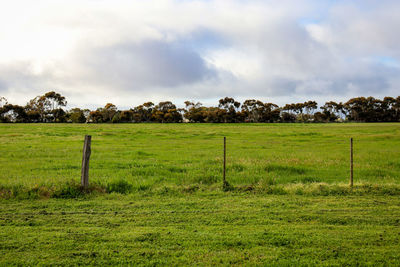 Scenic view of agricultural field against sky