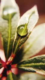 Close-up of leaves