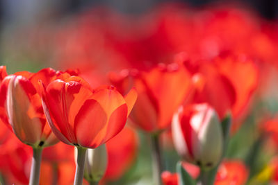 Close-up of yellow tulips