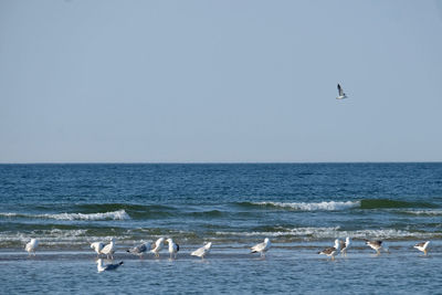 Seagulls on sea shore against clear sky