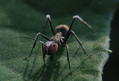 Close-up of spider