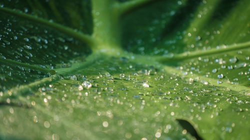 Close-up of wet leaves on rainy day