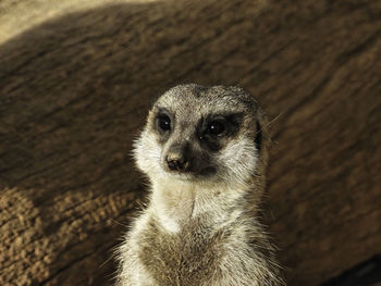 High angle view of an animal