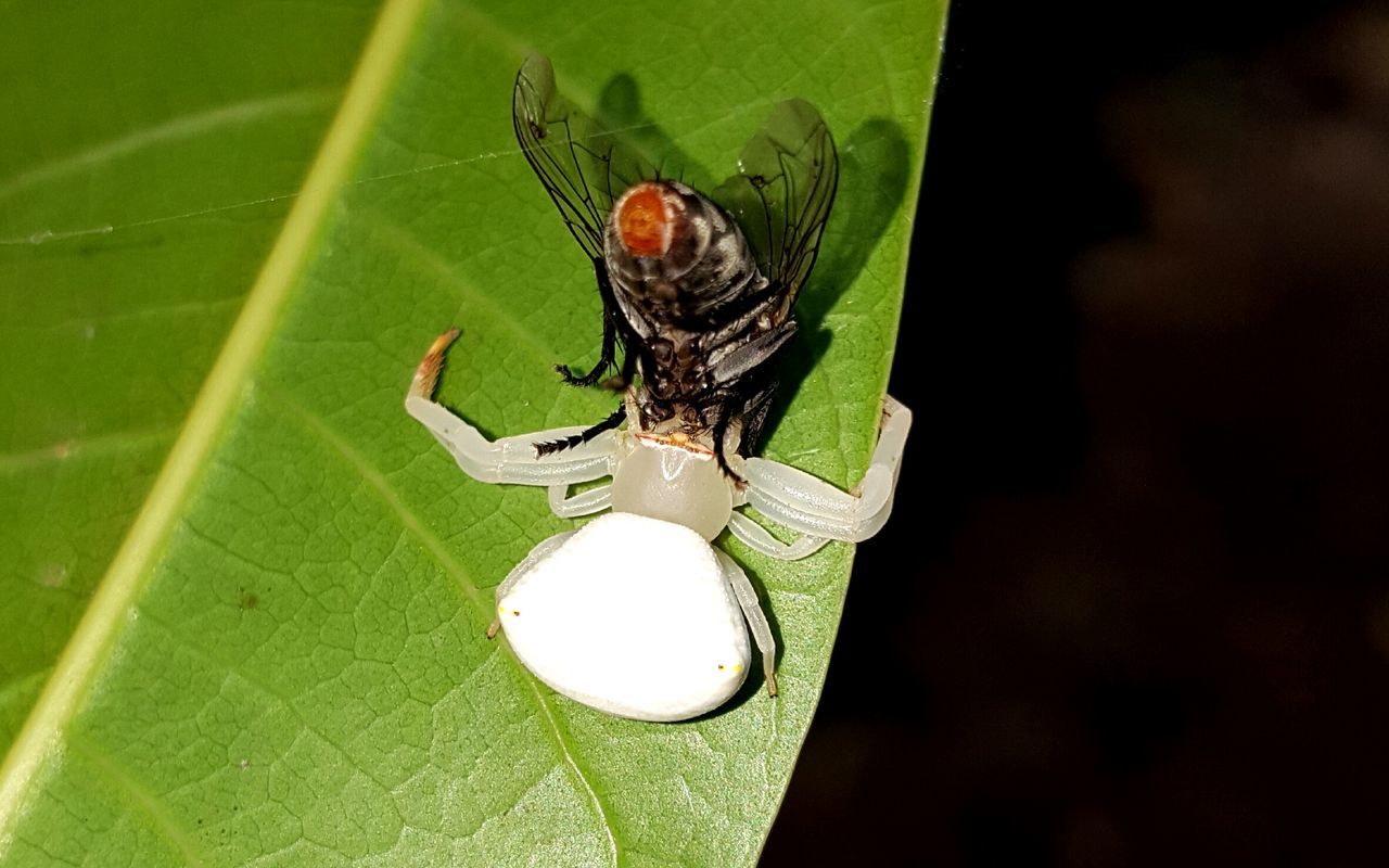 Flower spider