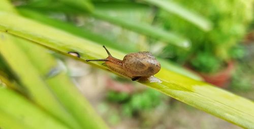 Close-up of insect on leaf