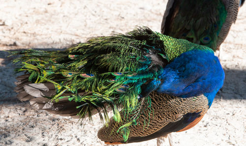 Wild colorful peacocks, little kittens in peacock forest plaka on kos greece