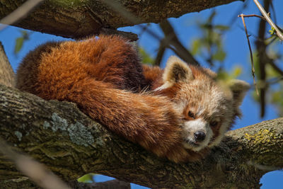 Close-up of an animal in zoo