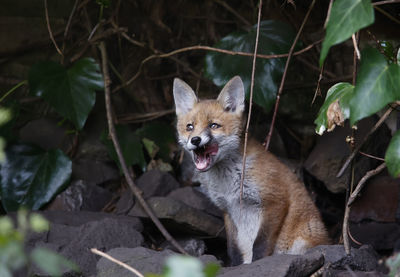 Fox cub yawning after emerging from its den