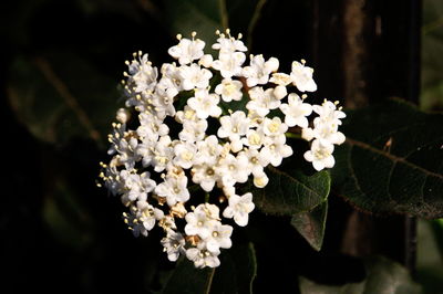 Close-up of flowers blooming outdoors