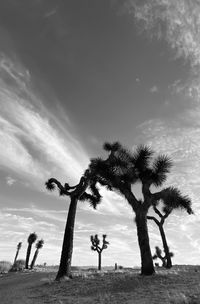 Joshua trees on field against sky