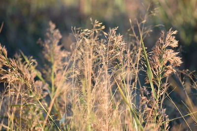 Close-up of stalks in field