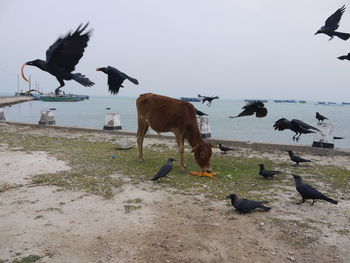 Birds flying over beach against sky