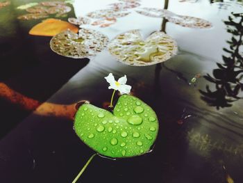 Close-up of flowers in pond